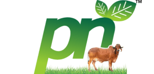 PN LOGO_20250414_131847_0001