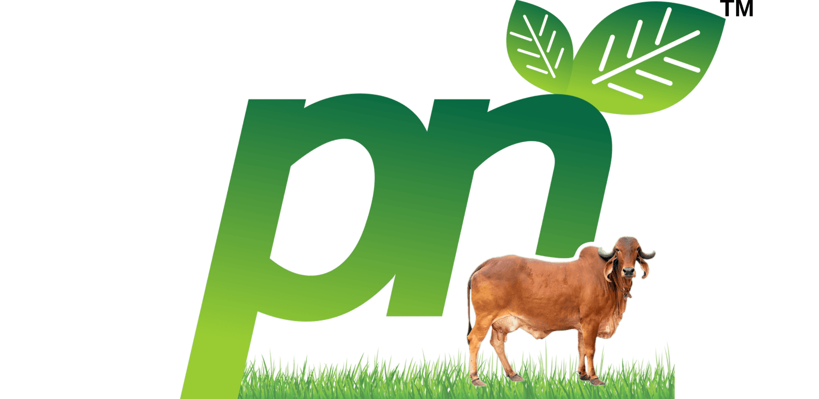 PN LOGO_20250414_131847_0001